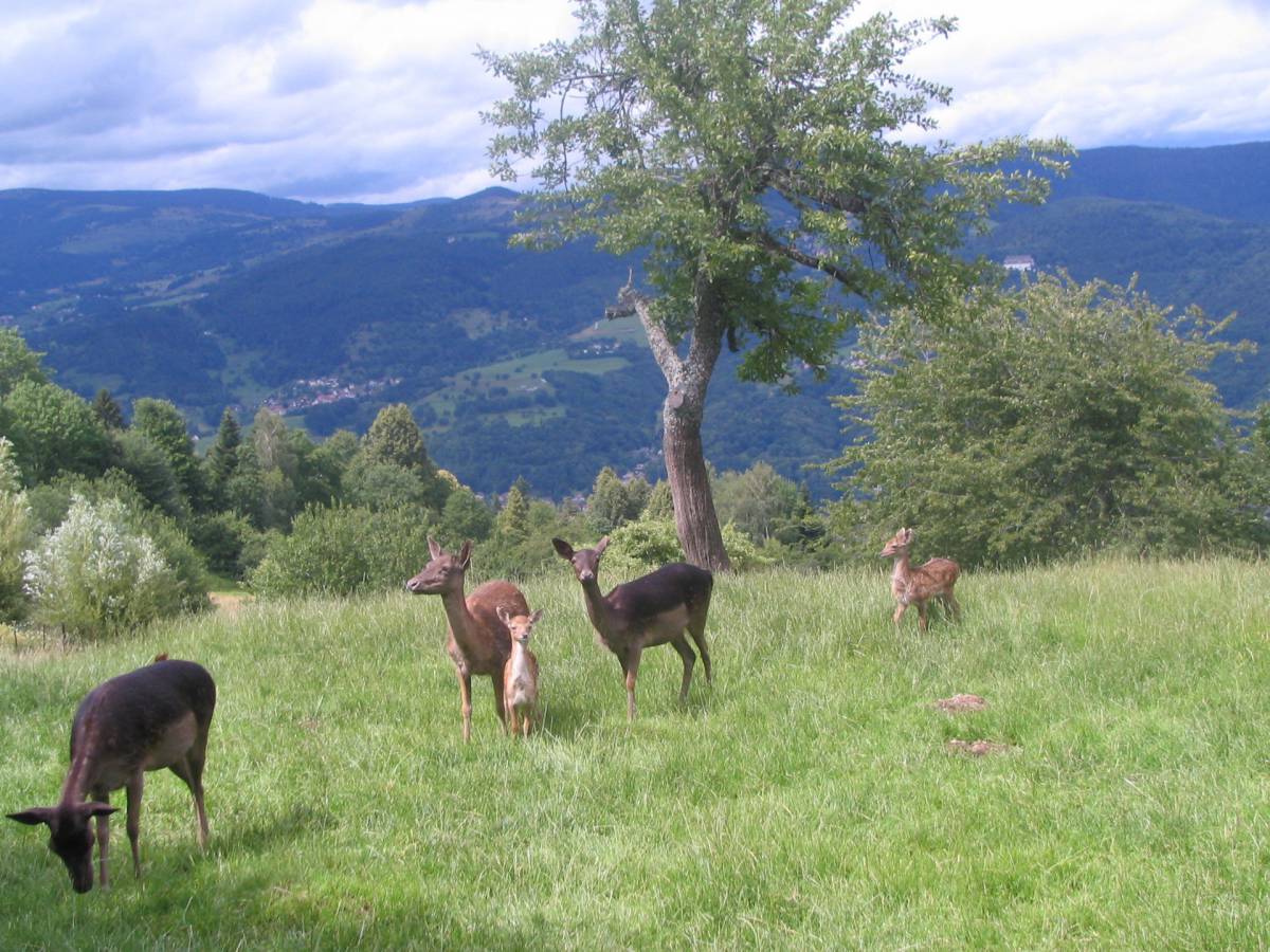 D9 | Auberge Obersolberg Activités autour de l’auberge Illzach 0