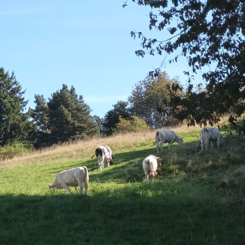 En images Wittenheim 44