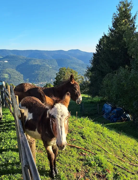 AUBERGE OBERSOLBERG_29 574X750 | Auberge Obersolberg Activités autour de l’auberge Illzach