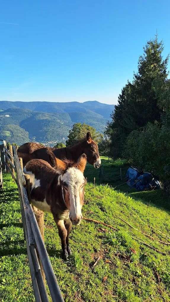 AUBERGE OBERSOLBERG_29 | Auberge Obersolberg Activités autour de l’auberge Illzach